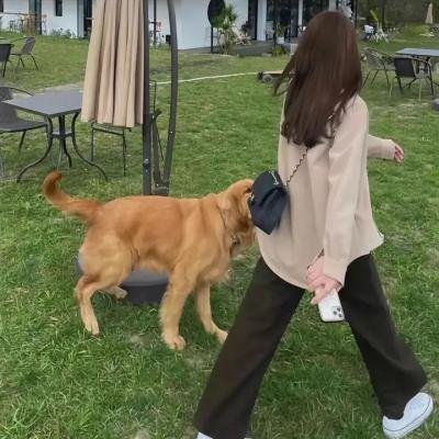 女王鲨